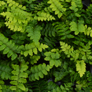 Hardy Fern Polystichum polyblepharum